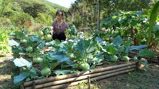 Harvesting kohlrabi How to preserve kohlrabi for a long time [upl. by True832]