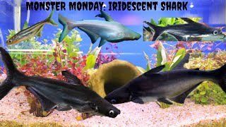 Monster Monday Iridescent Shark [upl. by Wainwright]