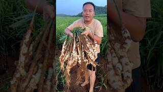 Harvest our garden best quality ginger ginger shorts [upl. by Theodoric250]