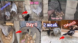 Hen Crossing to eggsDay 1to 21 Days hen hatching eggs Out of 12 eggs 4 Chicks will hatch 🐣 [upl. by Siuqaj]