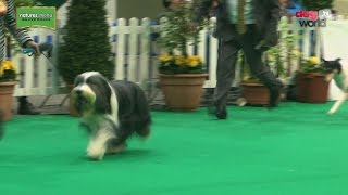 Birmingham National Dog Show 2017  Pastoral group [upl. by Elenore559]