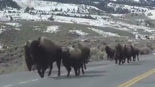 Are these bison just running or running for their lives [upl. by Valentino]