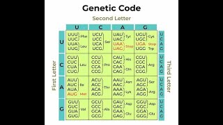 Properties of Genetic Code  Universal Degenerate Unambiguous Non over lapping Collinear [upl. by Lindi]