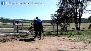 Luke Thomas Foal Handling [upl. by Edmonda]