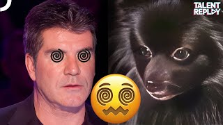 Simon got Hypnotized by a DOG  Britains Got Talent [upl. by Ehcram479]