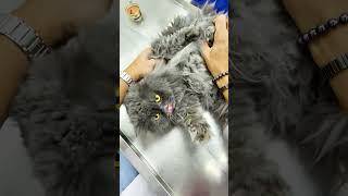 Hairball Angry Cat 😆 1 Min Vet [upl. by Tami]