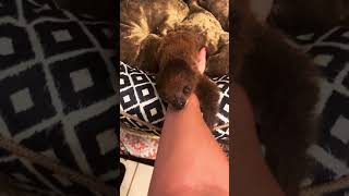 Sloth Makes Cute Meeping Sounds to Snuggle With Owner  1478386 [upl. by Harve]