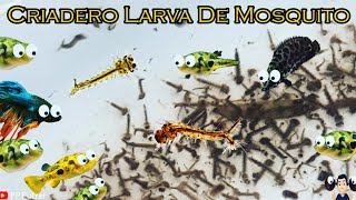 Como Hacer Un Criadero De Larva De Mosquito [upl. by Faden507]