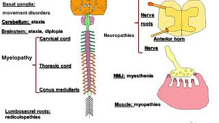 Autoimmune Neurology Paraneoplastic Disorders and Beyond [upl. by Geehan]