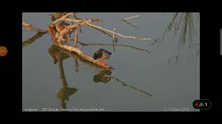 Ánades y garceta Webcam laguna Riet Vell seobirdlife [upl. by Nagol]