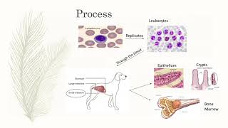 Parvovirus in Dogs [upl. by Anauqcaj]