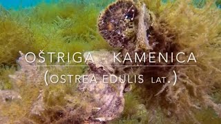 Oyster  Oštriga Kamenica  4K slow motion video [upl. by Tull528]