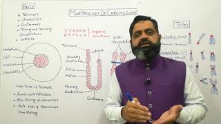 Structure of chromosomes Urdu Hindi medium profmasoodfuzail Morphology of Chromosome [upl. by Irod]