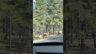 Observing Some Elk at the Grand Canyon roadtrip grandcanyon arizona travel elk nationalpark [upl. by Oeak]