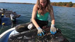 Getting Started in Shellfish and Seaweed Aquaculture [upl. by Lanny]