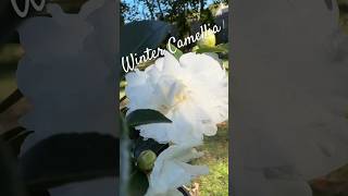 Blooming Evergreen Camellia Plant 🎶🍂 fall garden evergreen floweringplant [upl. by Helsie304]