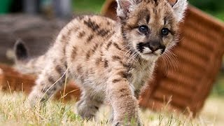 ADORABLE Baby Puma Cub [upl. by Nhguavoj89]