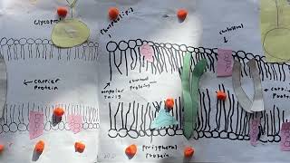 Cell Transport Passive Transport  Simple Diffusion [upl. by Enuahs124]