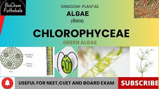 BIO 13 Chlorophyceae Algae [upl. by Nivac]