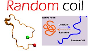 Protein structure  Random coil structure [upl. by Ennirac441]