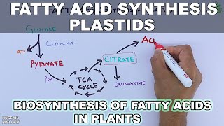 Fatty Acid Synthesis in Plastids [upl. by Imis]