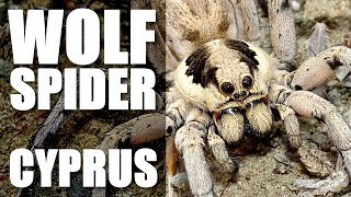 HUGE WOLF SPIDER Cyprus [upl. by Relyk]