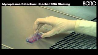 Mycoplasma DetectionHoechst DNA Stainingwmv [upl. by Aciret]