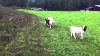 Boer goats mating burenziegen Paarung deckakt [upl. by Ronnoc]