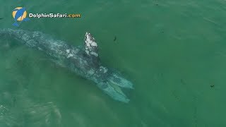 🐳 Whale Whale Whale… Look Who It Is  Orca Blue whale Sperm whale  Animal Songs  JunyTony [upl. by Salene]