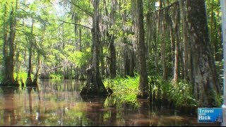 Louisiana Swamp Tour With Cajun Encounters  Episode 258 [upl. by Carolynn]