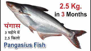 Pangasius fish farming in India  double profit in fish farming  High density fish farming [upl. by Kerrison]