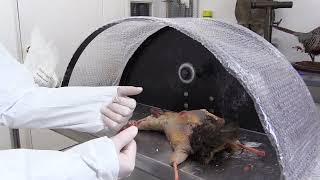 Flying Pheasant Complete Taxidermy Mounting Course step by step  4 Fleshing amp Washing [upl. by Anekahs]