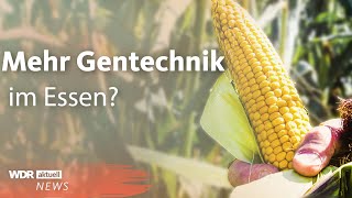 Gentechnik Mehr genetisch veränderte Lebensmittel in Europa  WDR aktuell [upl. by Abil794]