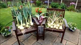 Time to lift the onions August organic raised bed vegetables update [upl. by Randene20]