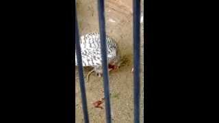 Sneeuwuil Voedertijd  Snowy Owl feeding time ZOO Antwerpen [upl. by Reviel]