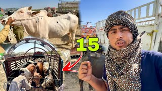 15 Janwar Qurbani Ke Kharid Liye  Ludan Mandi  Halat Kharab Hogai 🥵 [upl. by Phillie912]