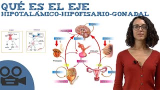 Qué es el Eje hipotalámicohipofisariogonadal [upl. by Amy654]