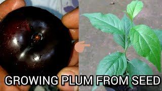 how to grow plums from seed [upl. by Eniaral]