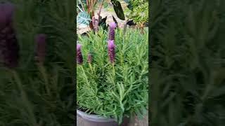 French Lavender or Lavandula StoechasImelda Ingram [upl. by Eserahc]