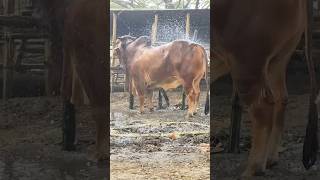 Huge Sahiwal Bulls Getting Showered at Village Cattle Market  Cattle Market in Bangladesh 2024 [upl. by Ashwell]