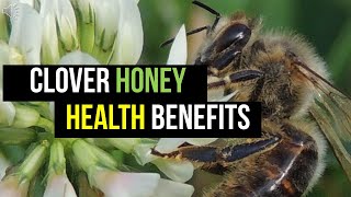 Clover Honey Benefits Nutrition and Uses [upl. by Nalak]