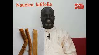 ndiariniou nandox  Nauclea latifolia  par pr Ousmane Ndiaye [upl. by Fregger411]