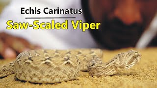 Saw Scaled Viper Khapra Snake Az Information Hindi [upl. by Hillary]