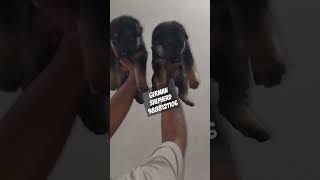 German shepherd puppy buy near me pet shop near me pet shop jalandhar city dog shop near me [upl. by Dex]