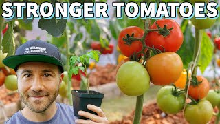 Grow The STRONGEST Tomato Plants With These 4 Garden Secrets [upl. by Jaal150]