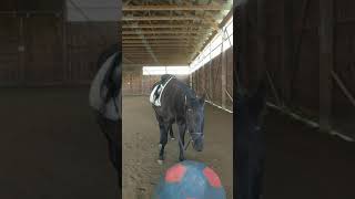 Push The Ball   funny horse liberty cheval ghoda horse horse girl rider [upl. by Qooraf]