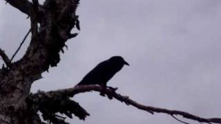 The wonderful cawing of a crow in Perth WA [upl. by Rocco375]