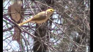 Whiteplumed Honeyeater [upl. by Ellinej]