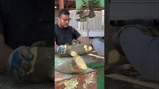 Cutting orange wood with a rope saw with great skill and at great speed Watch [upl. by Akimik]