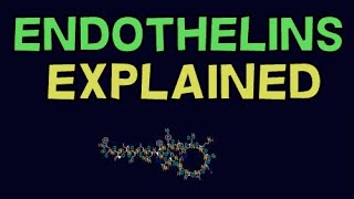 WHAT IS ENDOTHELIN ENDOTHELIN EXPLAINED [upl. by Desi661]